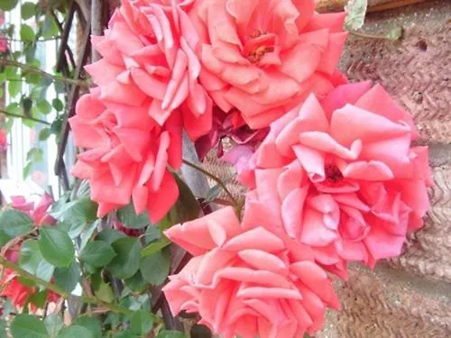 **** Bed & Breakfast Rosa'S Bed And Breakfast Cambridge  United Kingdom