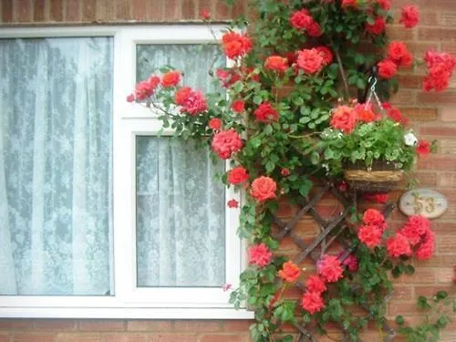 **** Bed & Breakfast Rosa'S Bed And Breakfast Cambridge  United Kingdom